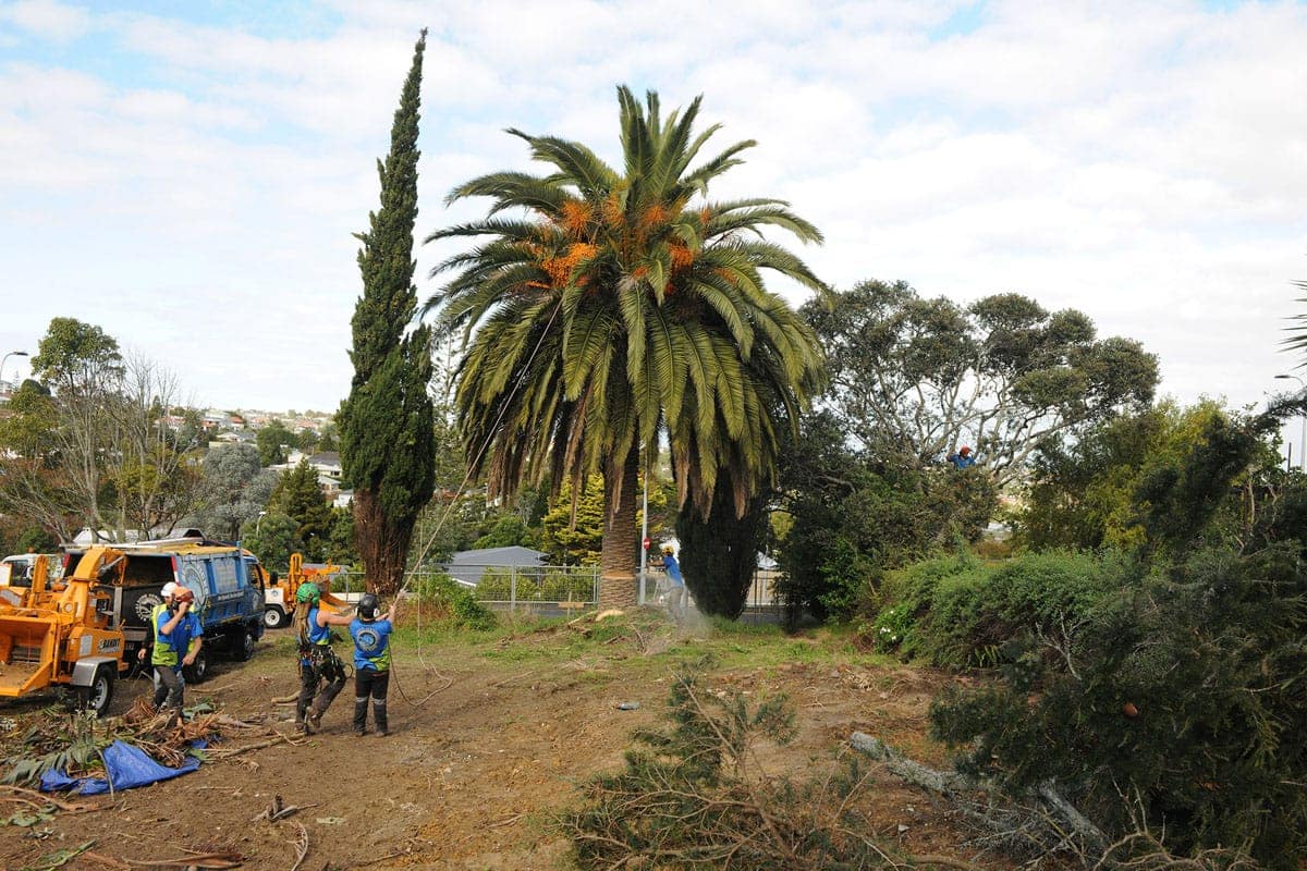 Top Tree Removal Hills District: What to Look For