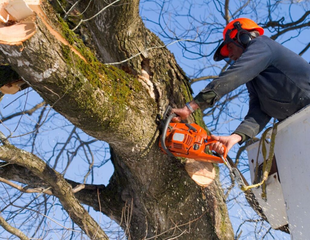 Tree Removal