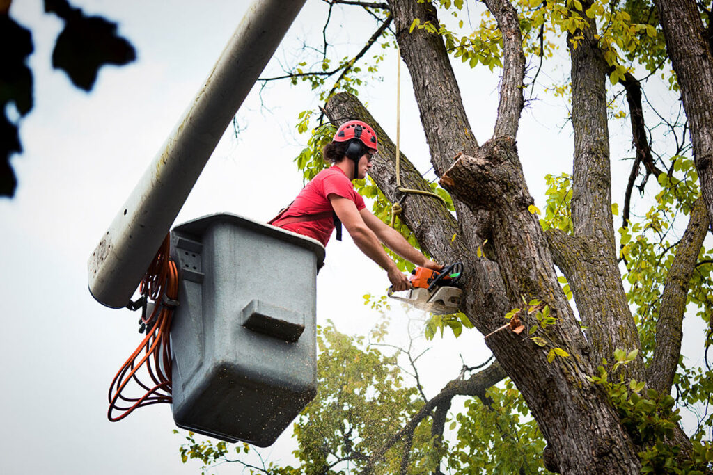 Tree Removal North Shore