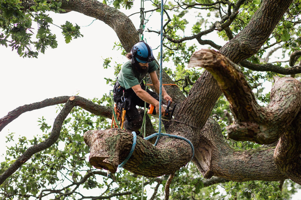 Tree Removal North Shore