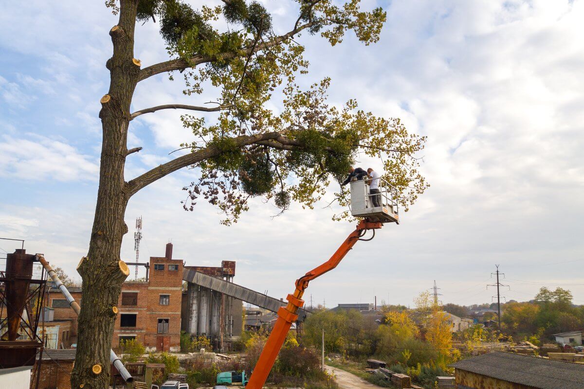 Expert Tree Removal North Shore: What You Need to Know