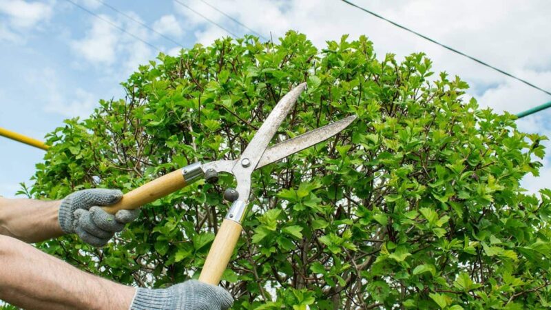 tree pruning