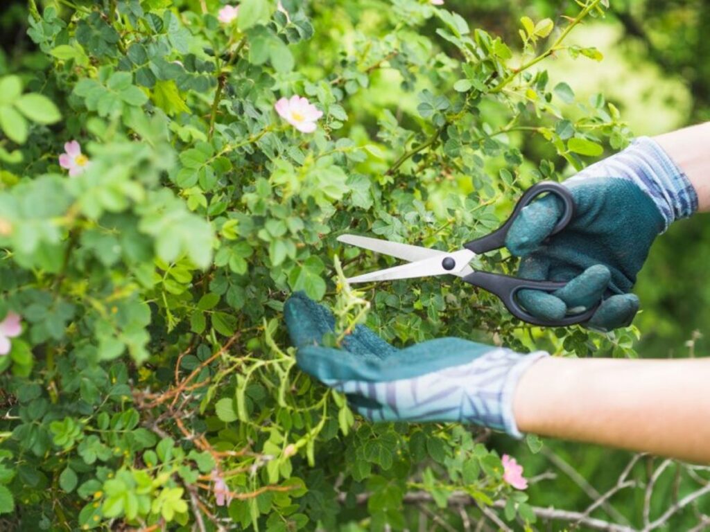 tree pruning