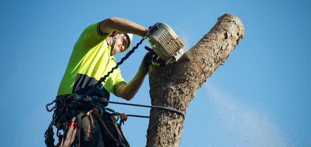 Arborist Sydney North Shore for Tree Care