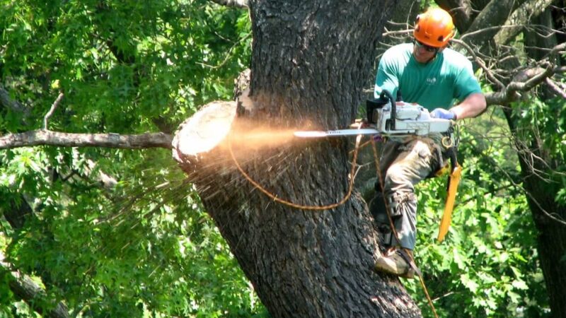Affordable Tree Removal
