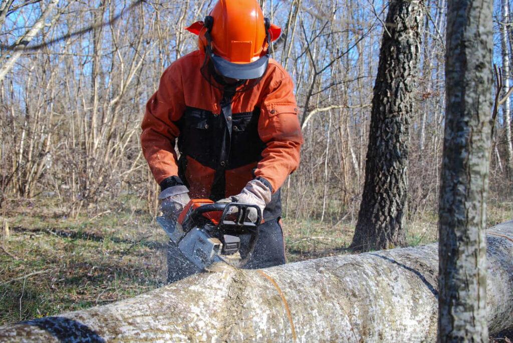 Affordable Tree Removal