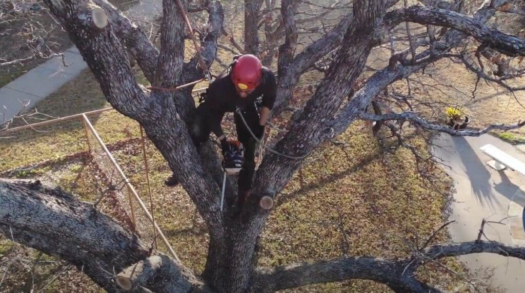 Affordable Tree Removal
