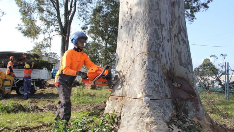 Arborist Sydney North Shore for Tree Care