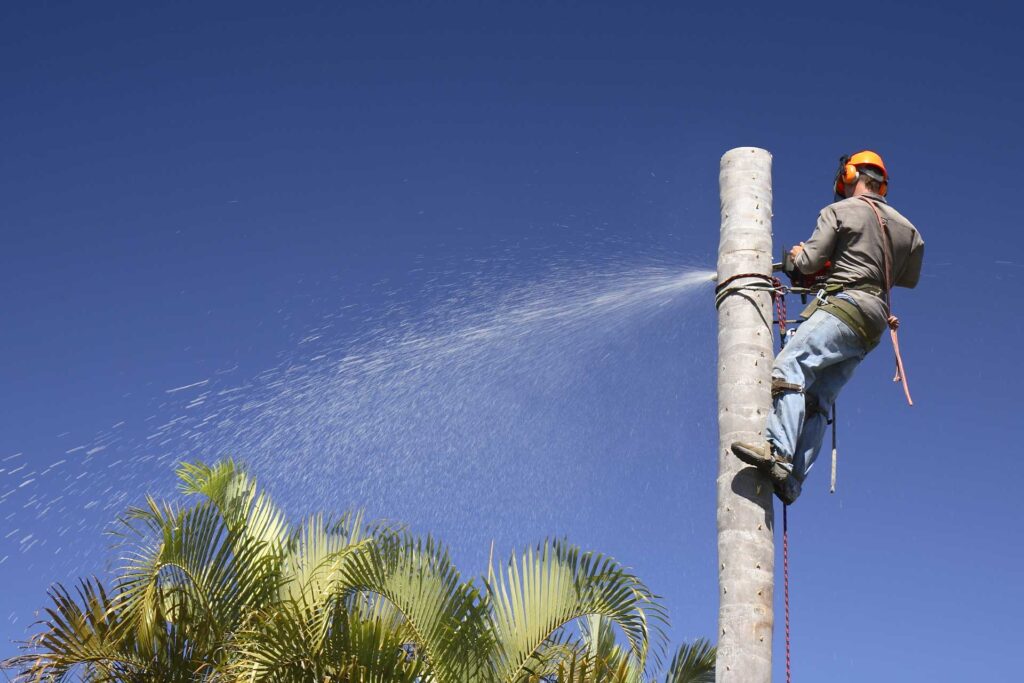 Affordable Tree Removal