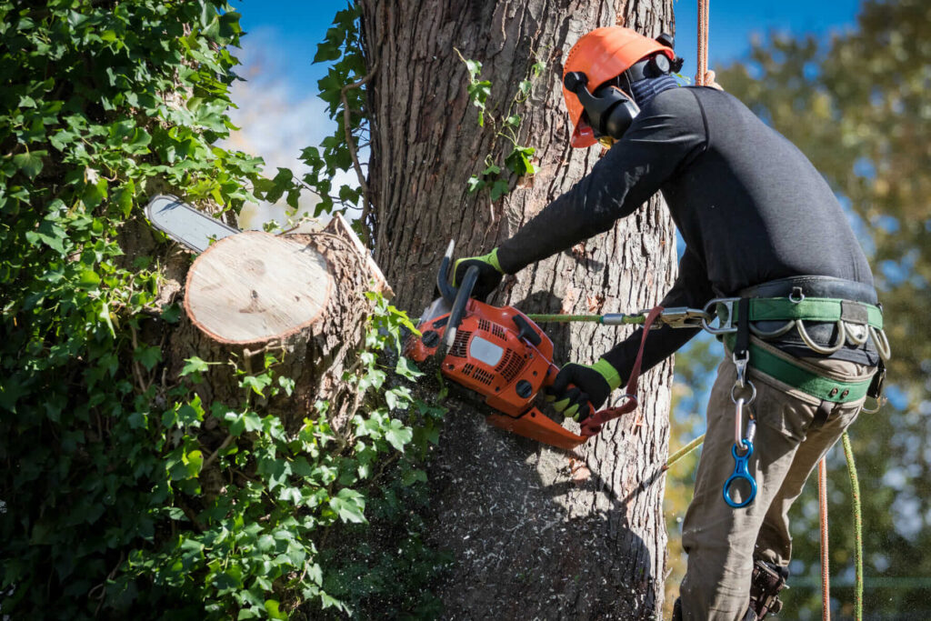 Arborist Sydney North Shore for Tree Care