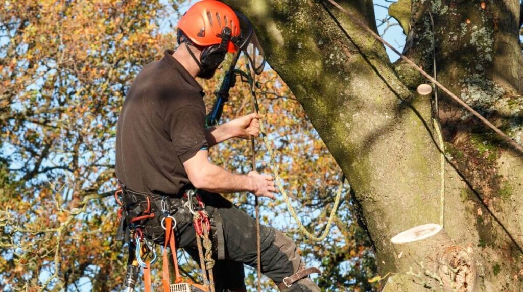 Arborist Sydney North Shore for Tree Care